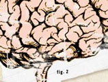 Brains & Butter Site